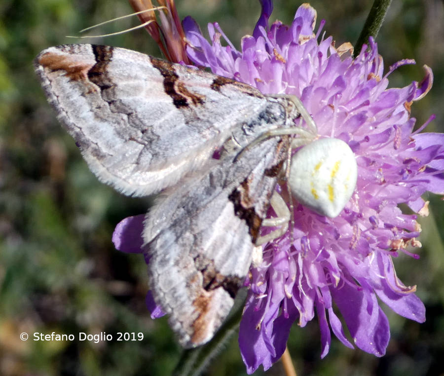 Falena predata da identificare: Aplocera praeformata - Geometridae